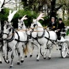 KilvahanHorseDrawnCarriages1 image